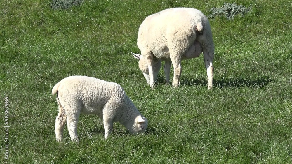 Sheep and lamb standing on meadow Sheep and lamb standing on meadow