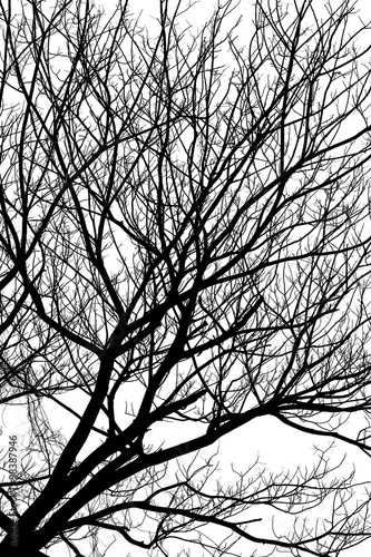 Tree isolated