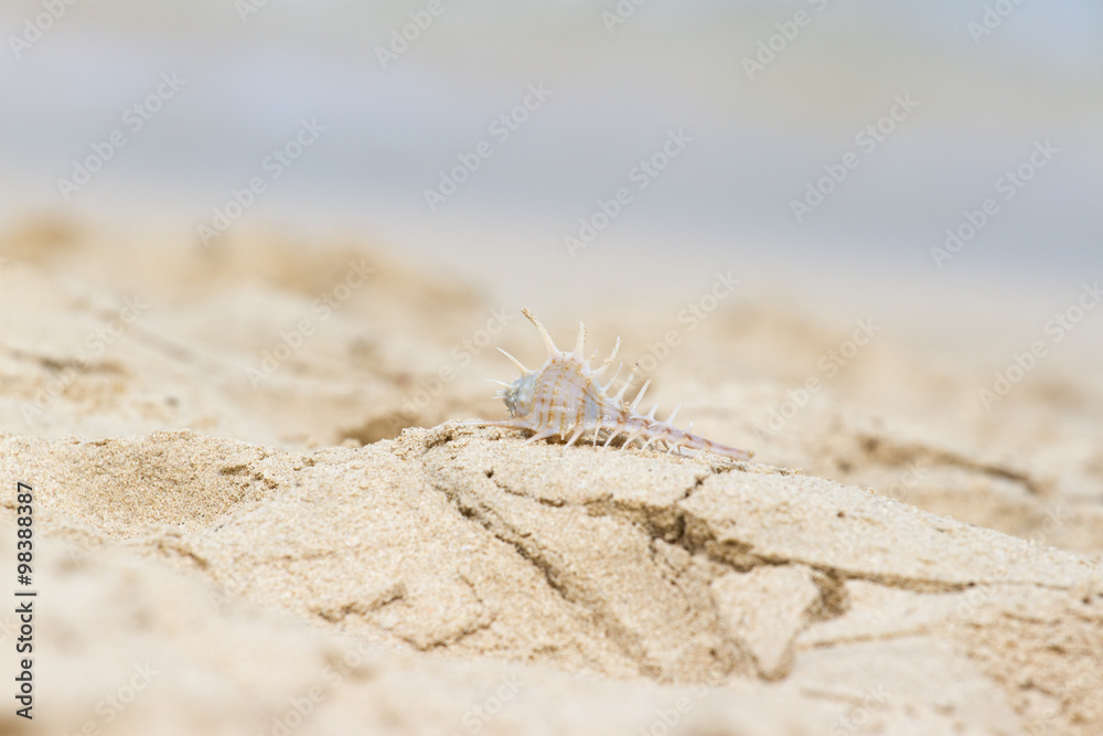 Bright seashell lies on the beach in the sand. Bright seashell lies on the beach in the sand.