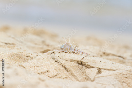 Bright seashell lies on the beach in the sand.