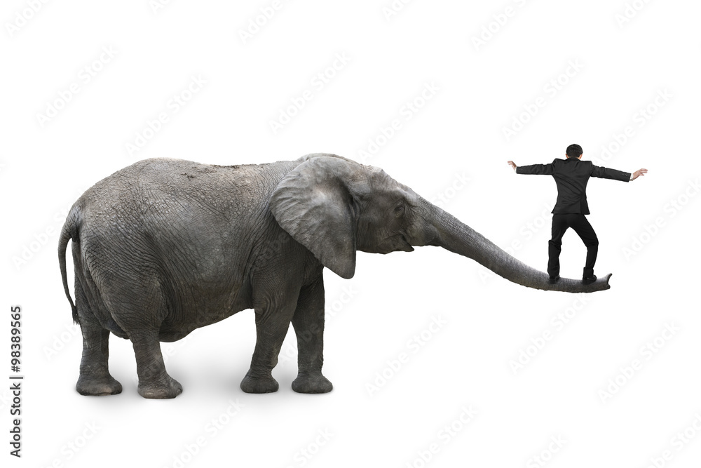 Obraz premium Businessman balancing on the nose of elephant