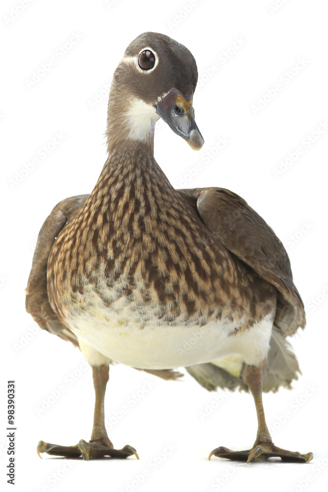 mandarin duck mandarin duck