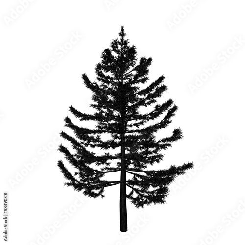 Pine