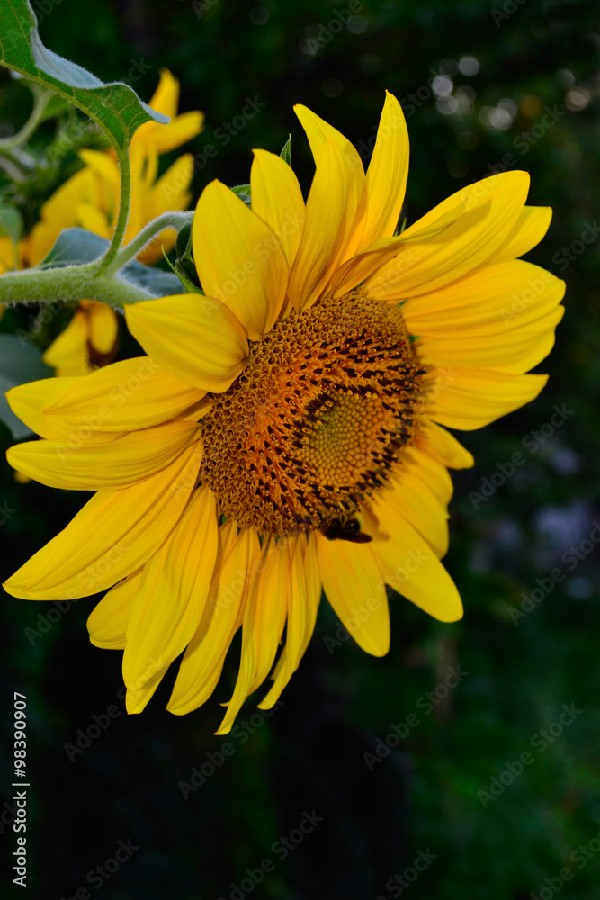 Obraz premium Flower of sunflower with a bee against a dark background closeup