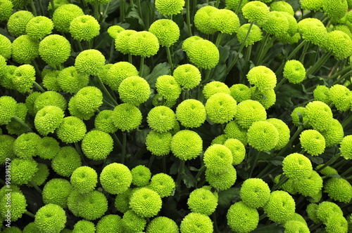 Group of green Chrysanthemum flowers photo