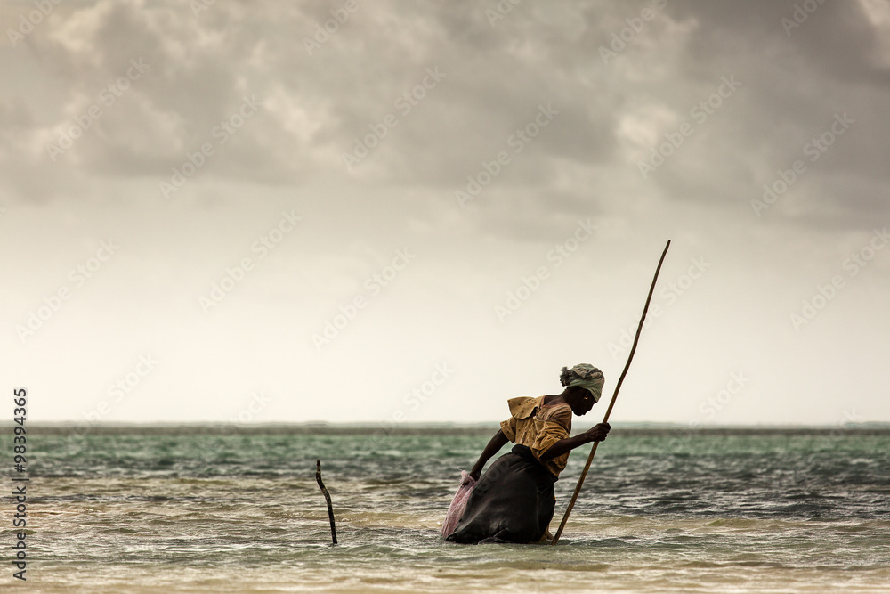 Woman in Zanzibar looking for seaweed in ocean on low tide - obrazy, fototapety, plakaty 