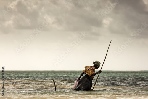 Fototapeta Woman in Zanzibar looking for seaweed in ocean on low tide
