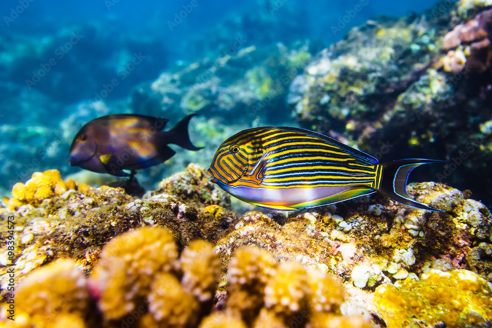 beautiful corals and fish beautiful corals and fish