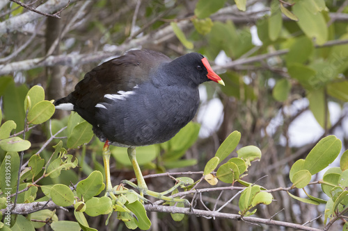 Common Gallinule Perched in a Florida Mangrove