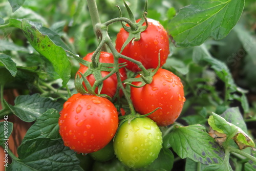 Ripe tomatoes with the rain drops in the summer garden