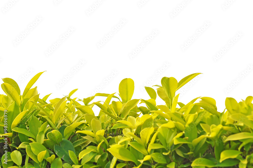 Obraz premium selective focus of sprouting leaves isolated on white