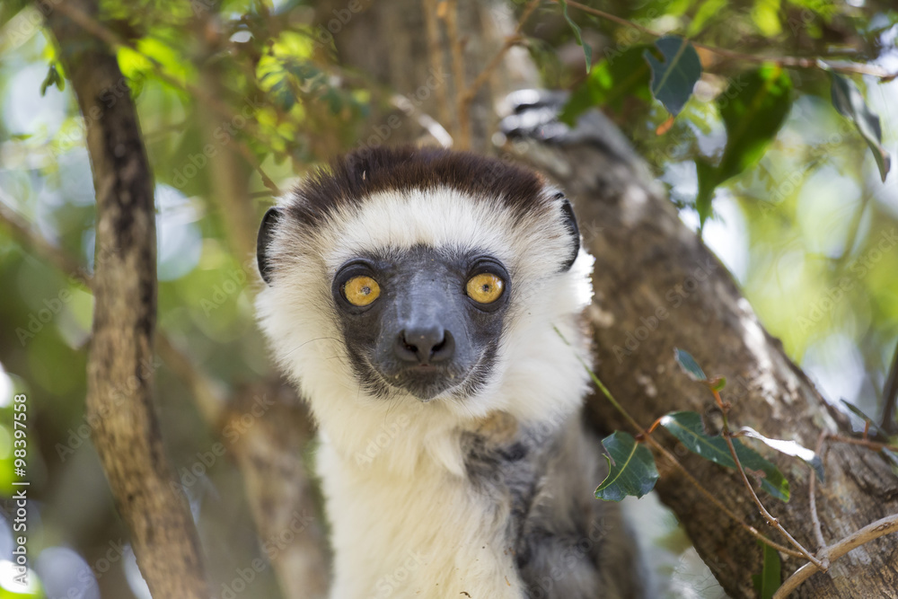 Fototapeta premium White Sifaka lemur head portrait in Madagascar