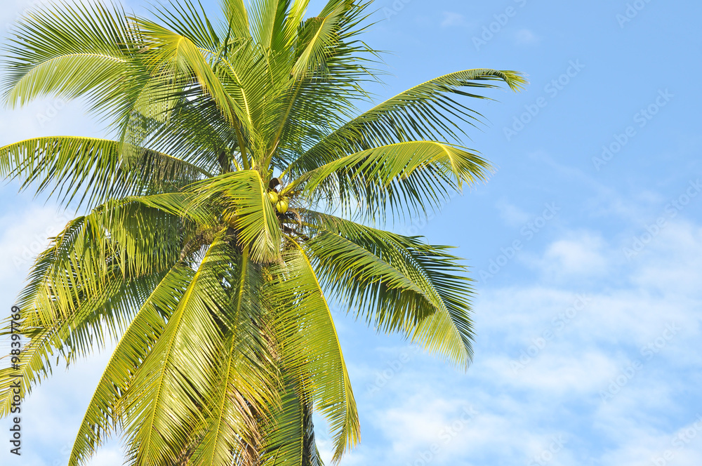 Coconut or palm tree with clouds and blue sky and copyspace area Coconut or palm tree with clouds and blue sky and copyspace area