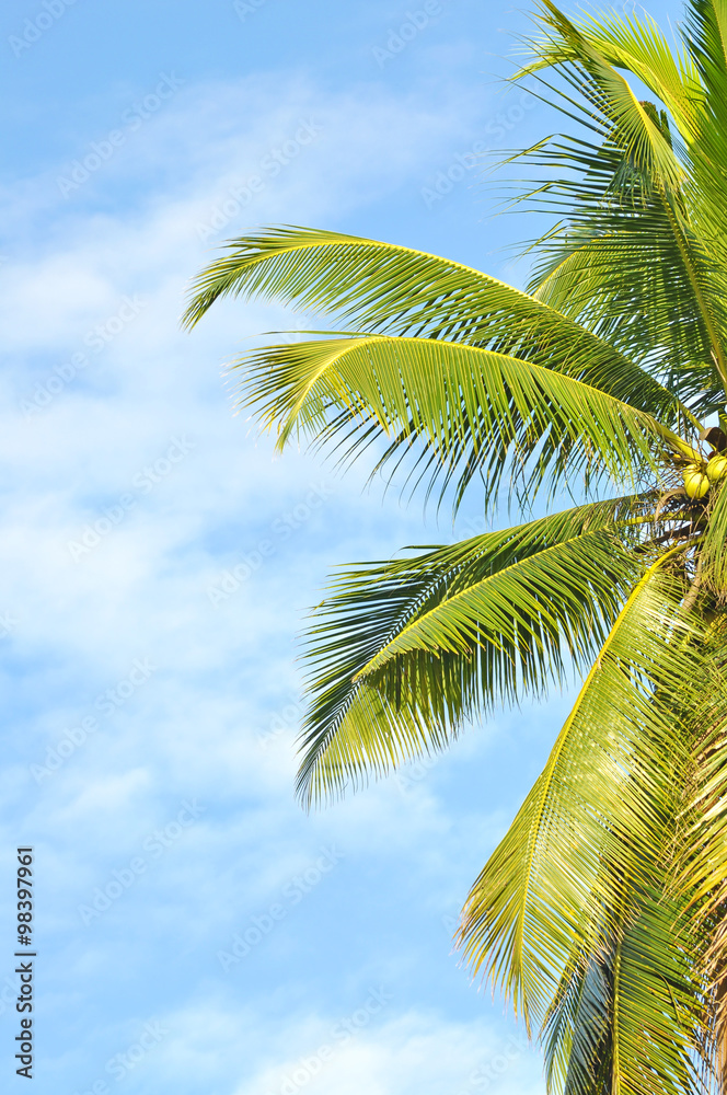 Fototapeta premium Coconut or palm tree with clouds and blue sky and copyspace area