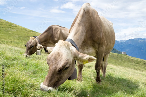 Корова пасется на альпийском лугу, Швейцария