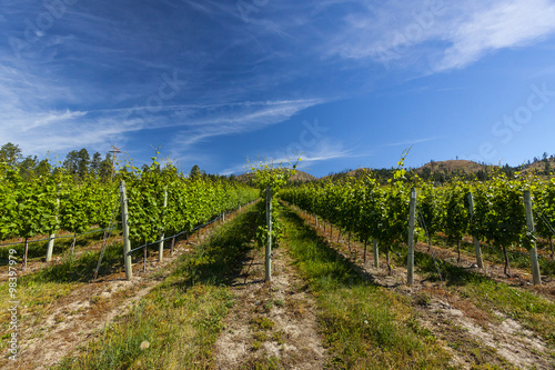 Wine Grape Vineyard on Sunny Summer Day