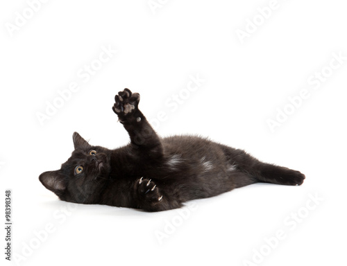 Cute black kitten laying down