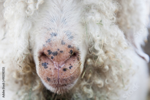 Mohair or angora goat, detail of pink, spotted nose, eyes hidden in wool