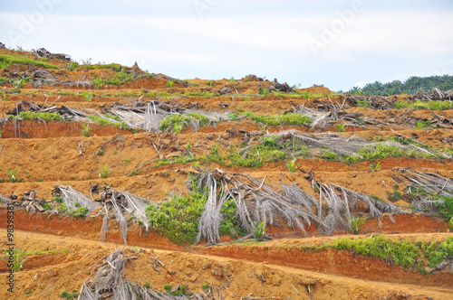 Deforestation and replanting of young oil palm tree photo