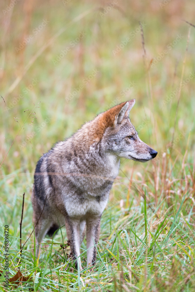 Obraz premium Coyote in a meadow