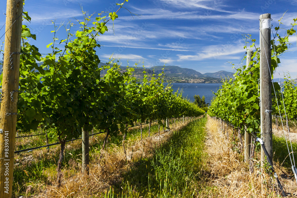 Fototapeta premium Wine Grape Vineyard on Sunny Summer Day
