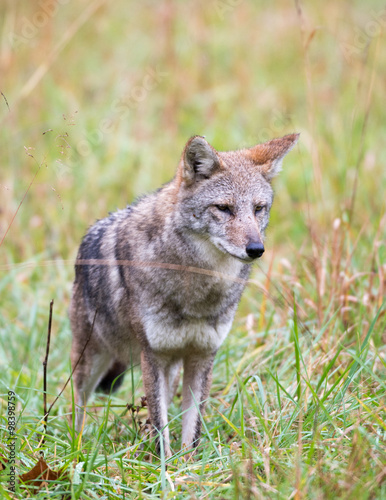Coyote in a meadow
