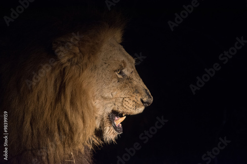 Lion at night