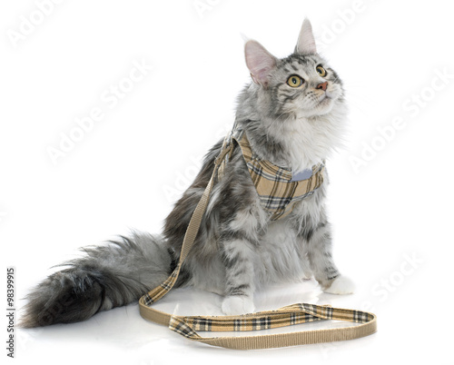 Fototapeta Naklejka Na Ścianę i Meble -  maine coon cat and harness