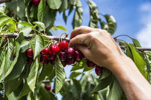 Picking Fresh Cherries photo