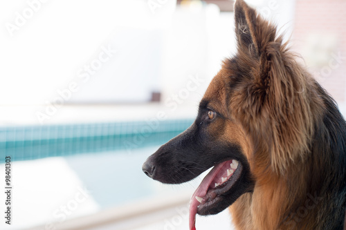 Portrait of german shepperd dog on background swimiming pool photo