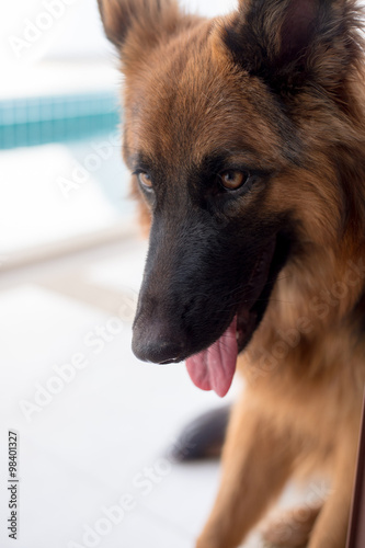 Portrait of german shepperd dog on background swimiming pool photo