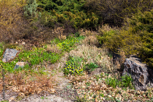 The path in the garden in early spring