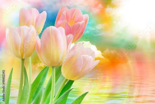 Tulip flowers close up