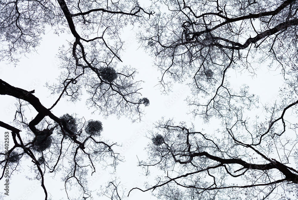 Obraz premium Bare trees covered with hoarfrost
