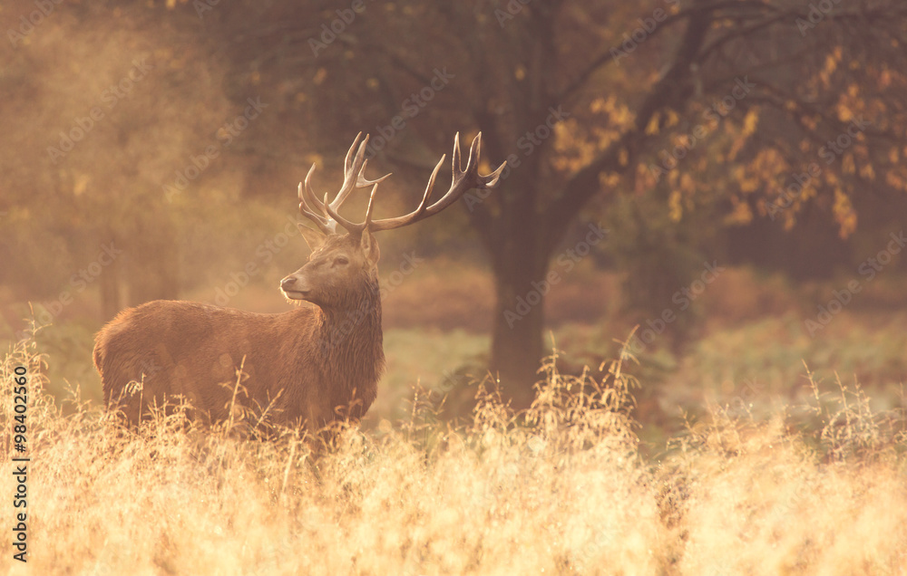 Obraz premium Red Deer Stag in the mist