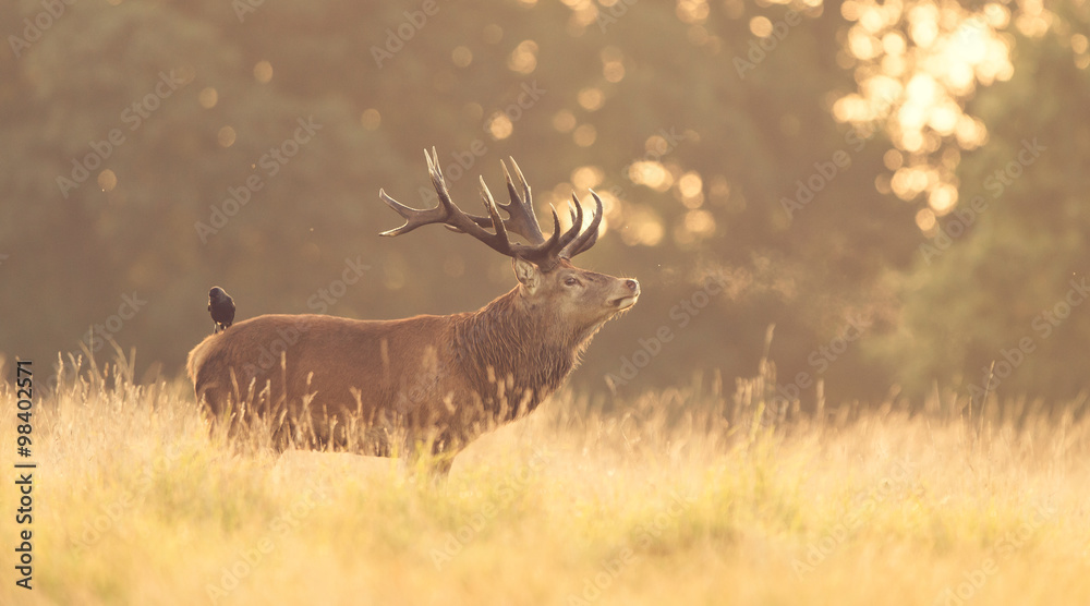 Fototapeta premium Red Deer Stag Large red deer stag standing in the grass with a crow on its back