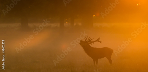 Red Deer Stag calling  Large red deer stag standing calling in the autumn mist one autumn morning
