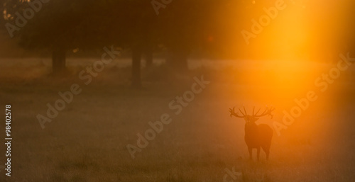 Red Deer Stag calling
Large red deer stag standing calling in the autumn mist at dawn