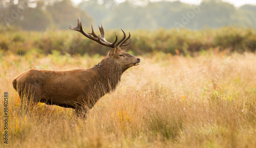 Red Deer Stag Large red deer stag standing in the autumn grassland