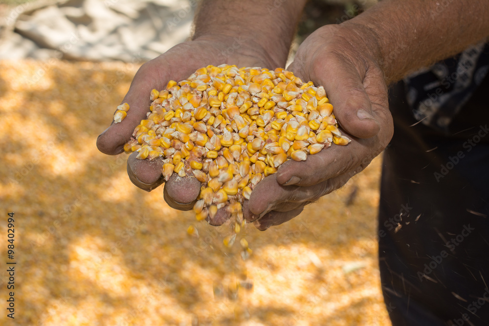 hand corn hand corn