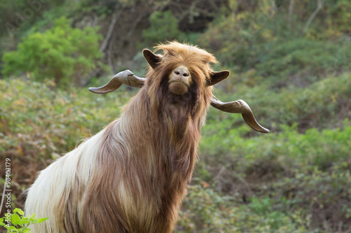 Long haired goat in La Gomera