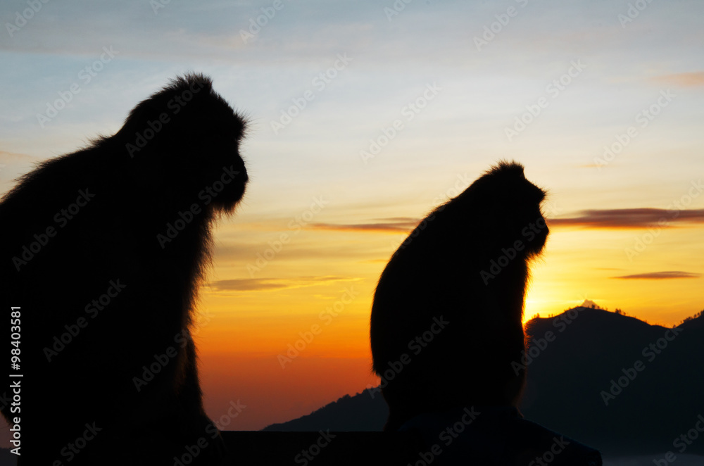Naklejka premium Fire Monkey in the mountains - stock image