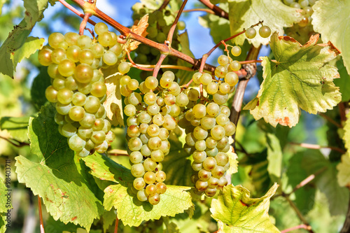 Wallpaper Mural Bunch of fresh organic grape on vine branch Torontodigital.ca