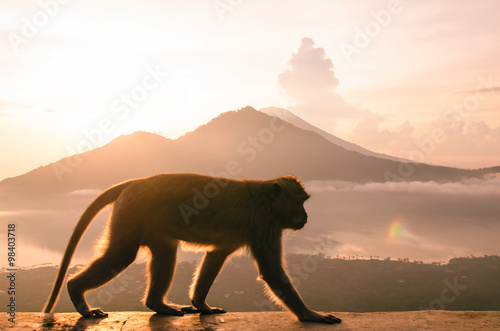 Silhouette monkey in the mountains - stock image © hvoenok