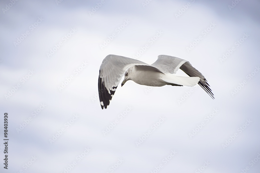 Obraz premium Seagull in flight