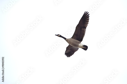 Looking up at a goose in flight © bubblegirlphoto