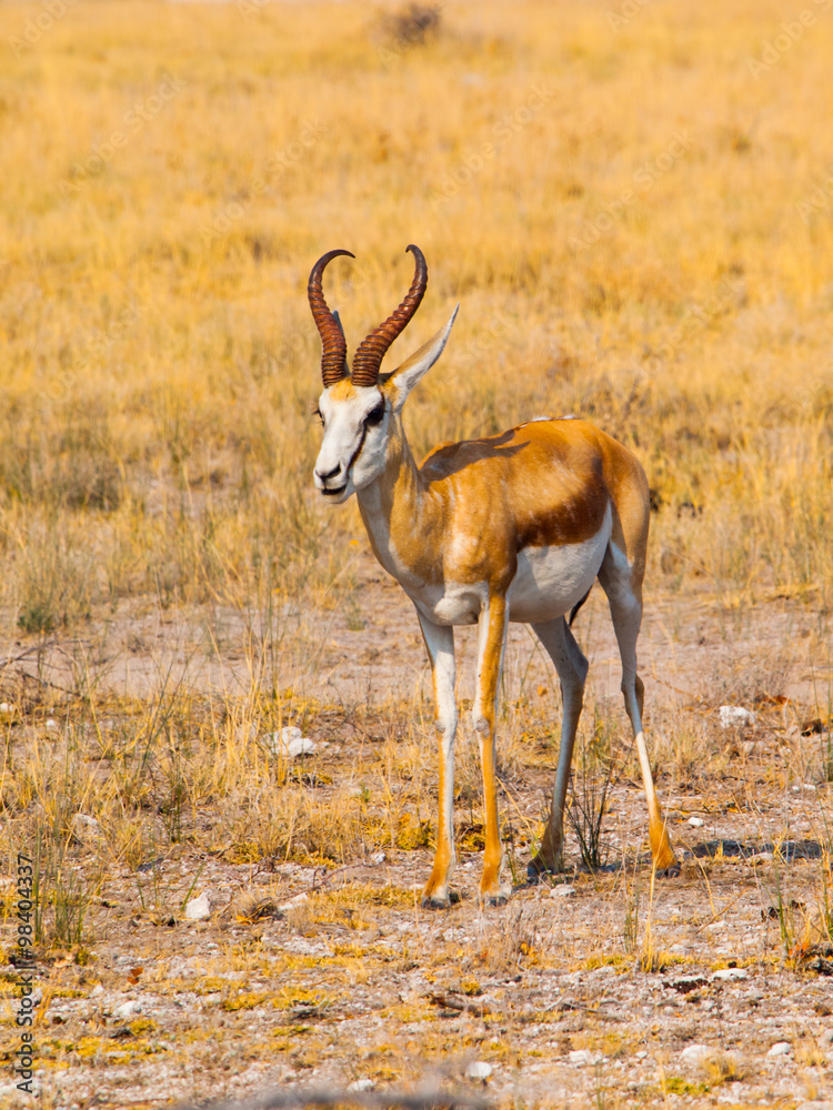 Fototapeta premium Young impala in Etosha Nationa Park