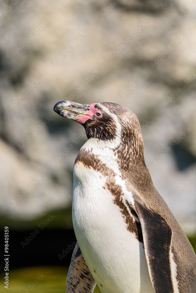Naklejka premium Magellanic Penguin (Spheniscus Magellanicus) Portrait In South America