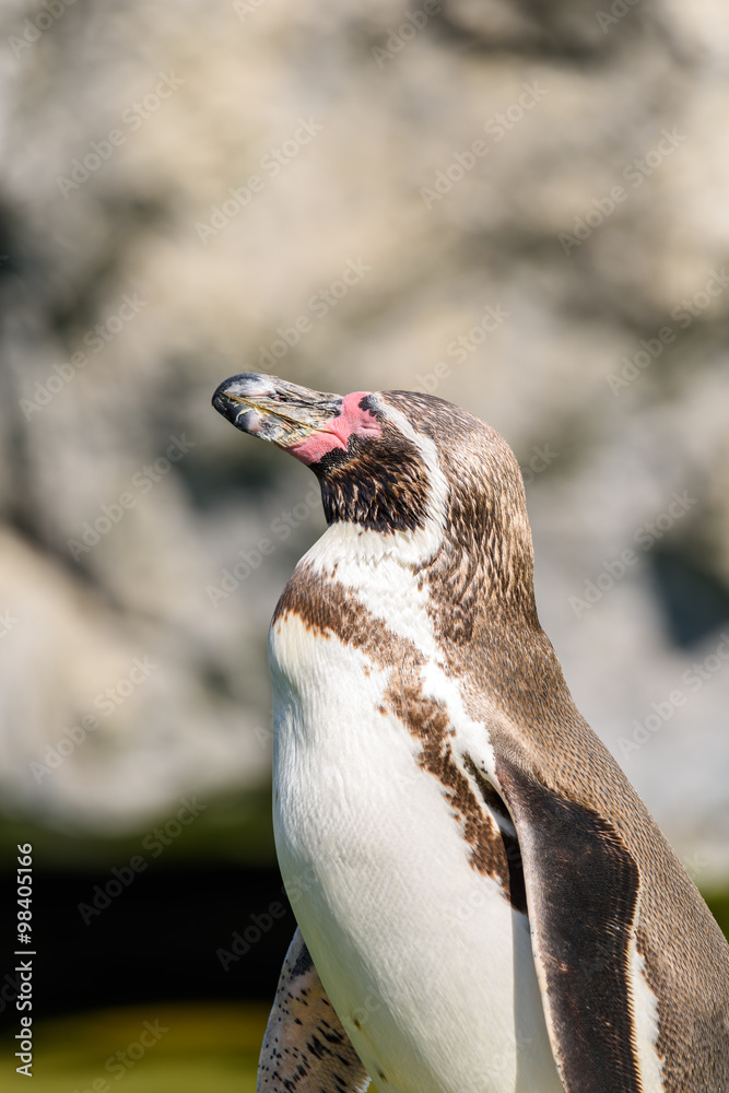 Naklejka premium Magellanic Penguin (Spheniscus Magellanicus) Portrait In South America