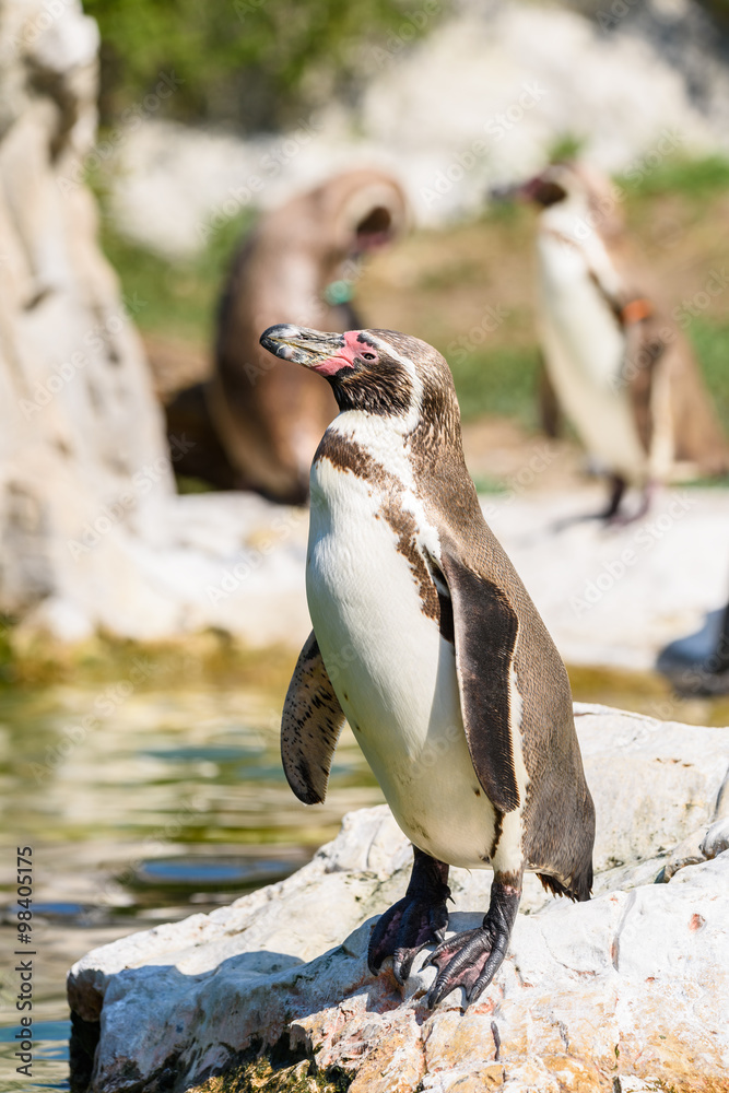 Obraz premium Magellanic Penguin (Spheniscus Magellanicus) Portrait In South America